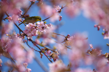 a white-eye sparrow on the cherry blossom / 河津桜の中のメジロ
