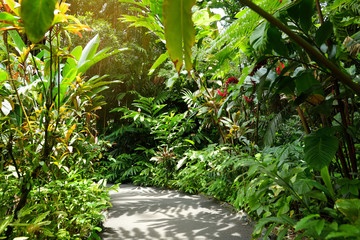 Lush tropical vegetation of the Hawaii Tropical Botanical Garden of Big Island of Hawaii