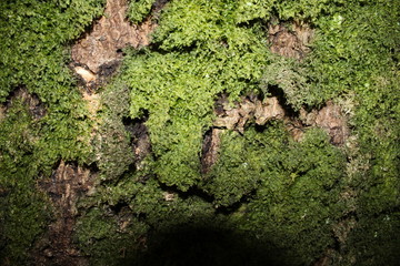 Dark Moss Close Up