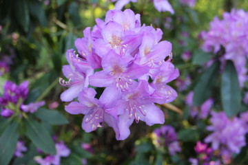 Purple Flower Close Up