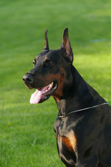 Big black doberman male dog outdoors. Profile view.