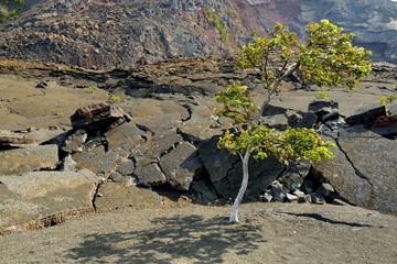 Stunning view of the Kilauea Iki volcano crater surface with crumbling lava rock in Volcanoes National Park in Big Island of Hawaii © MNStudio