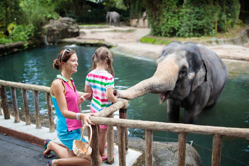 Fototapeta premium Dzieci karmią słonia w zoo. Rodzina w parku zwierząt.