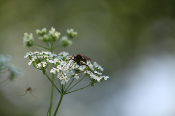 Insect On White Flowers