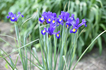 Iris hollandica bleu au jardin au printemps