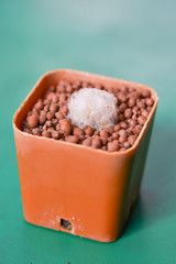Cactus Grown as ornamental plants Beautiful