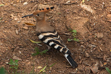 Hoopoe in Park Guell in Barcelona
