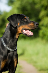 Dobermann