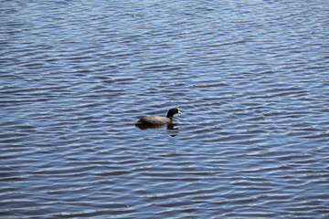 Swimming Duck