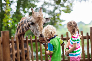 Kids feed giraffe at zoo. Children at safari park.