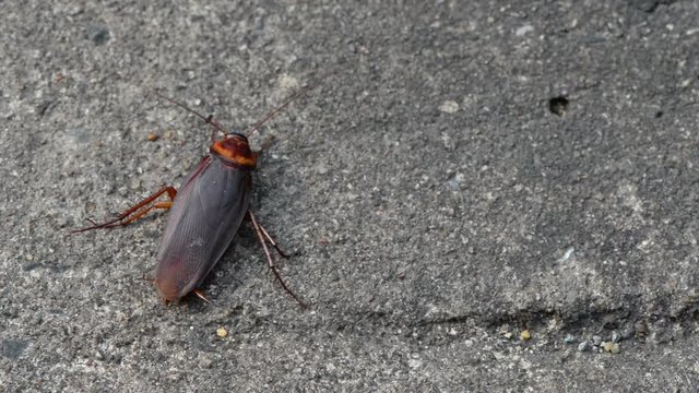 Cockroach insect on road animal life