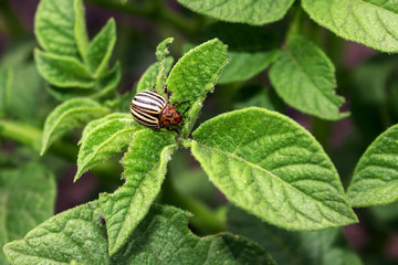 colorado beetle bug on potato leaves