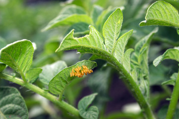 eggs of a potato beetle on leaves of a potato, close up