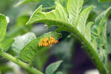 eggs of a potato beetle on leaves of a potato, macro