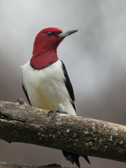 Male Red-Headed Woodpecker 