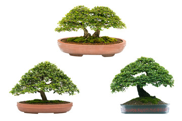 bonsai tree on white background