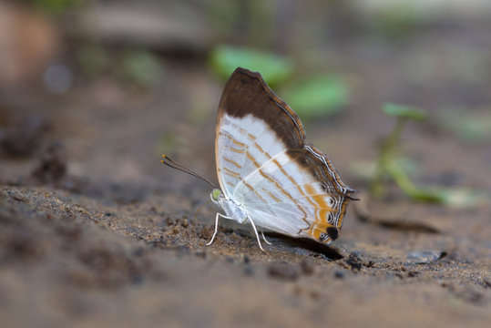 The little map butterfly
