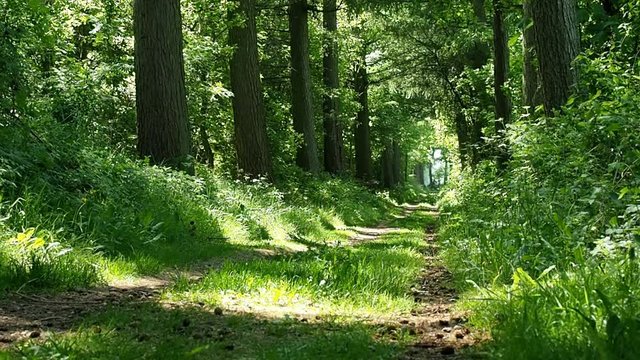 Waldweg im Sommer