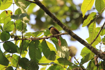 Black-and-cinnamon fantail (Rhipidura nigrocinnamomea) in Mindanao, Philippines