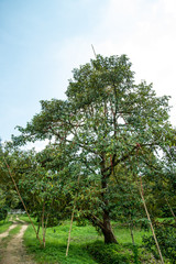Fototapeta premium Durian on tree