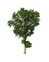 Fototapeta premium bonsai on white background