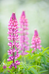 Lupines in the meadow