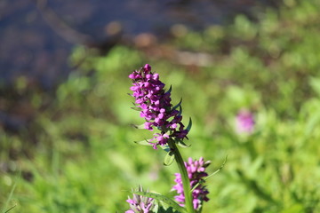 Purple Flower Close Up