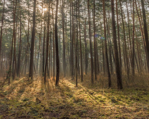 Fototapeta na wymiar pine forest with backlight