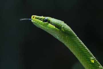 Green Snake