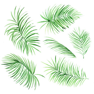 Watercolor palm leaves on white background. Tropical elements for your design.