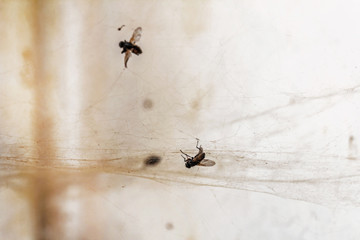 Flies bluebottle in web