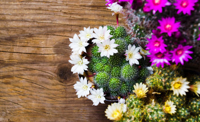 Cactus plant in blossom on a table