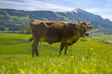 Kuh - Allgäu - Grünten - Frühling