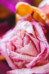 Close up of sear pink and violet rose petals