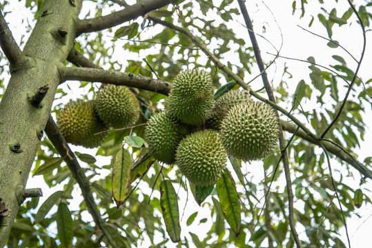 Durian fruit on tree