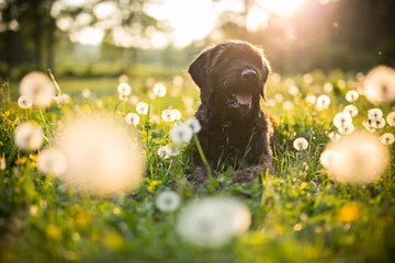 Fototapete Hund Porträt des schwarzen Köterhundes während des Sonnenuntergangs auf der Wiese.