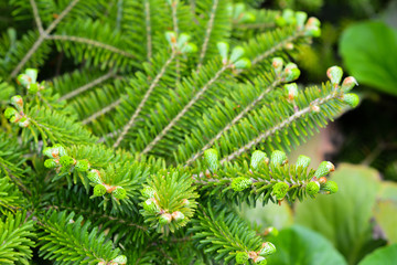 Young green twigs, sprouts on Korean fir. Korean fir in the spring garden.