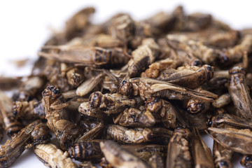 edible fried crickets