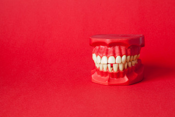 Human jaw or teeth model on red background, orthodontic presentation tool