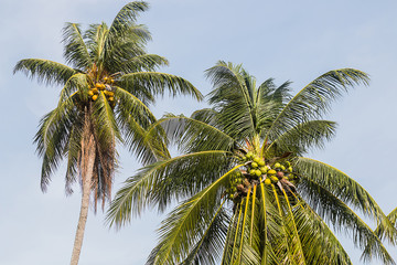 Fototapeta na wymiar fresh coconut on tree