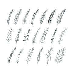Hand-drawn set of decorative elements for design. A variety of branches with different leaves. Vector illustration. 