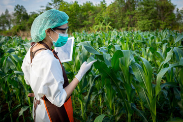 Young plant researcher uses a tablet while checking corn on the farm.