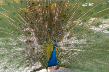 Fotobehang bright sunny peacock © Alexandra