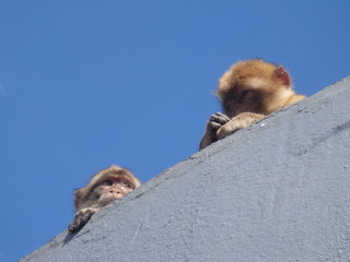 Hidden macaques