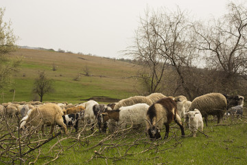 Obraz premium A herd of goats and sheep. Animals graze in the meadow. Mountain pastures of Europe.