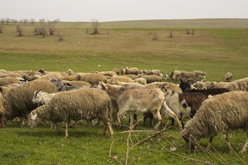 A herd of goats and sheep.  Animals graze in the meadow. Mountain pastures of Europe.