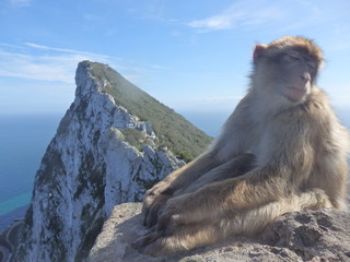 Macaque in Gibraltar