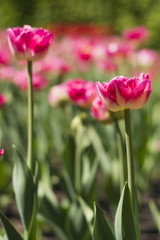pink tulip blooms in the garden