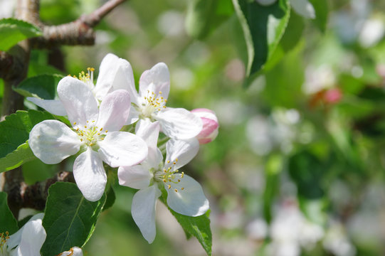 りんごの花 Images Browse 317 Stock Photos Vectors And Video Adobe Stock
