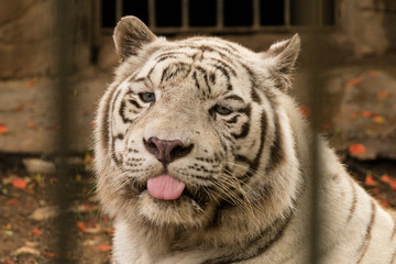 Close up White Bengal tiger shows tongue in zoo